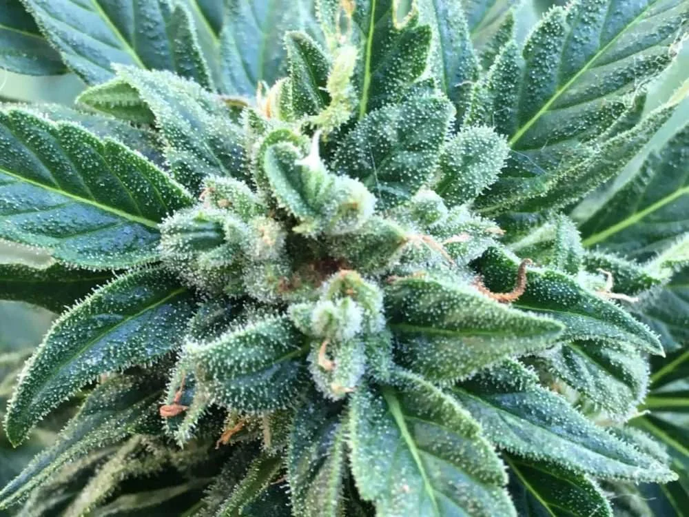 The Star Wars Based Jedi Glue Cannabis Strain.