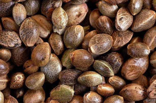 Get free cannabis seeds at JCS!