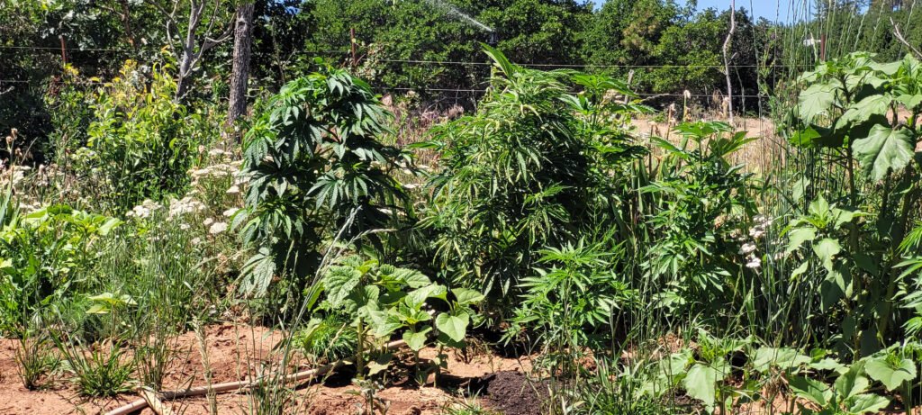 Last years (2025) photo free seed grow.