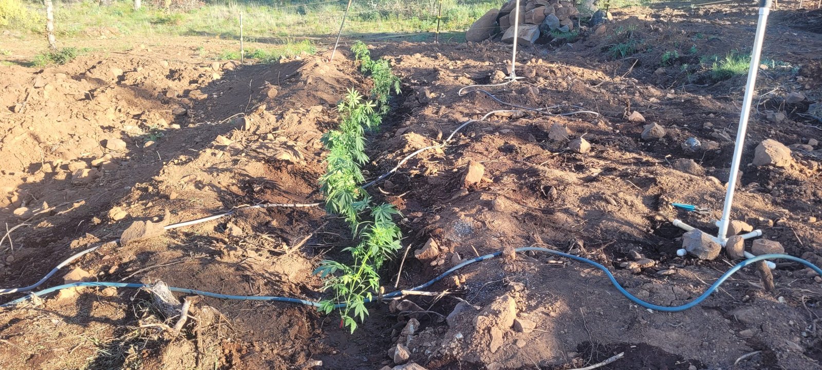 Cannabis plants growing in a Dryland Hugelkultur.