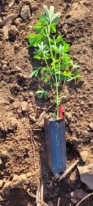 Cannabis grown in tree pots for larger roots.