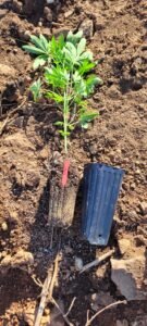 Plenty of room for the cannabis plants roots.