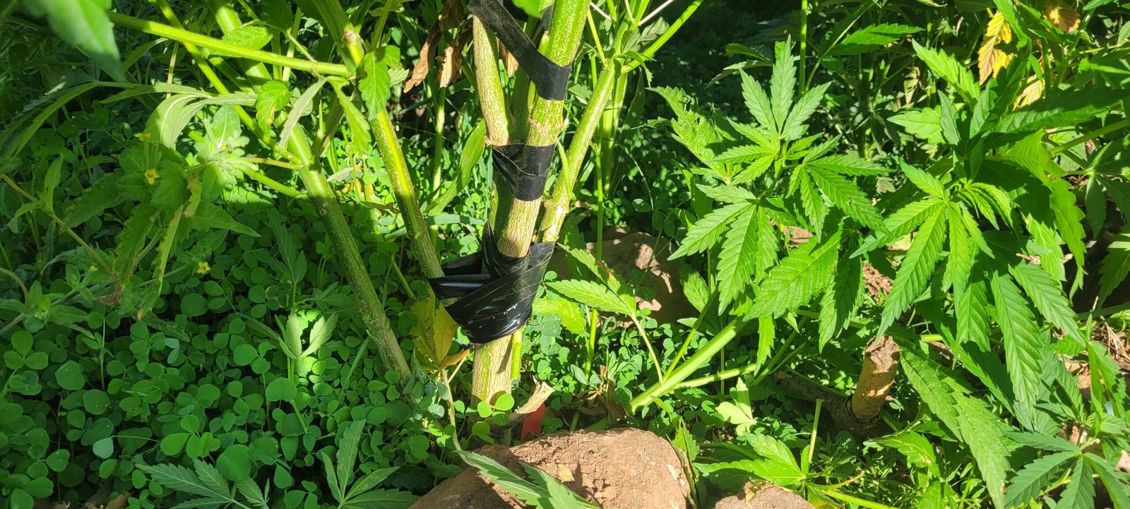 Wind snapped cannabis branch repaired.