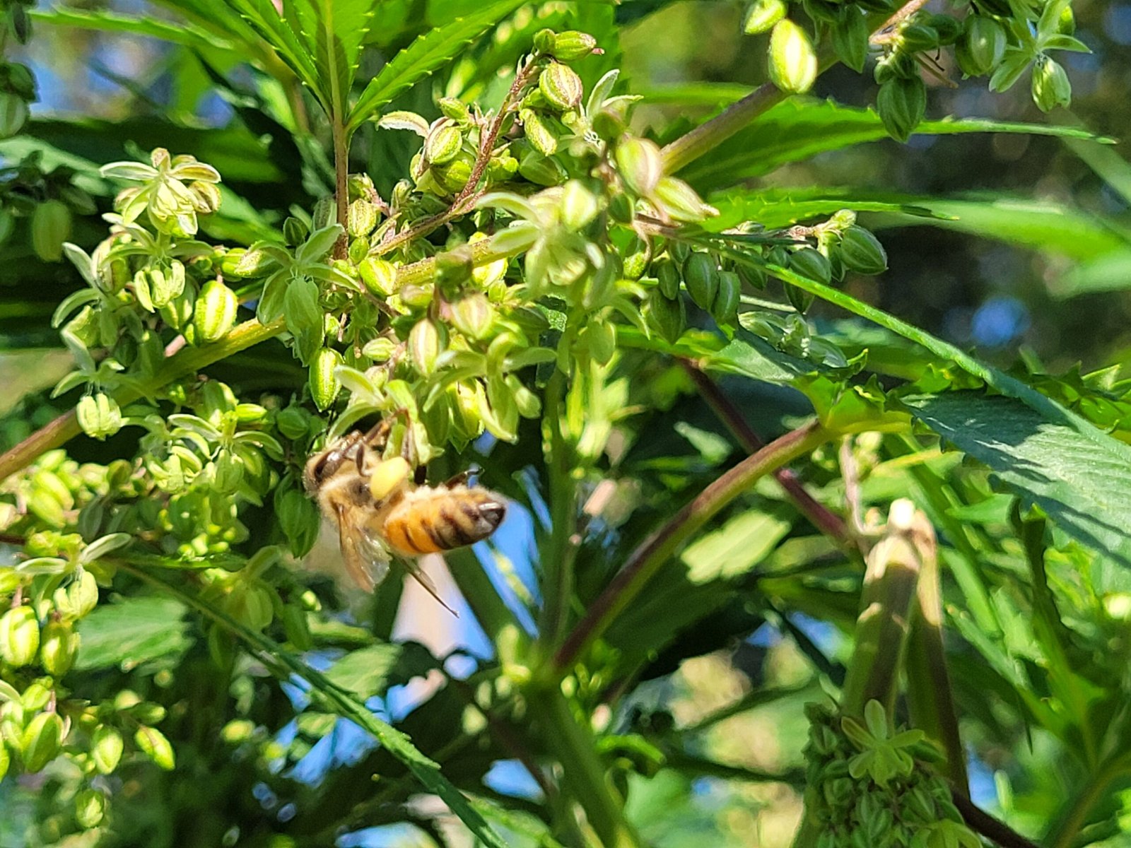 Honey bees on a cannabis plant.