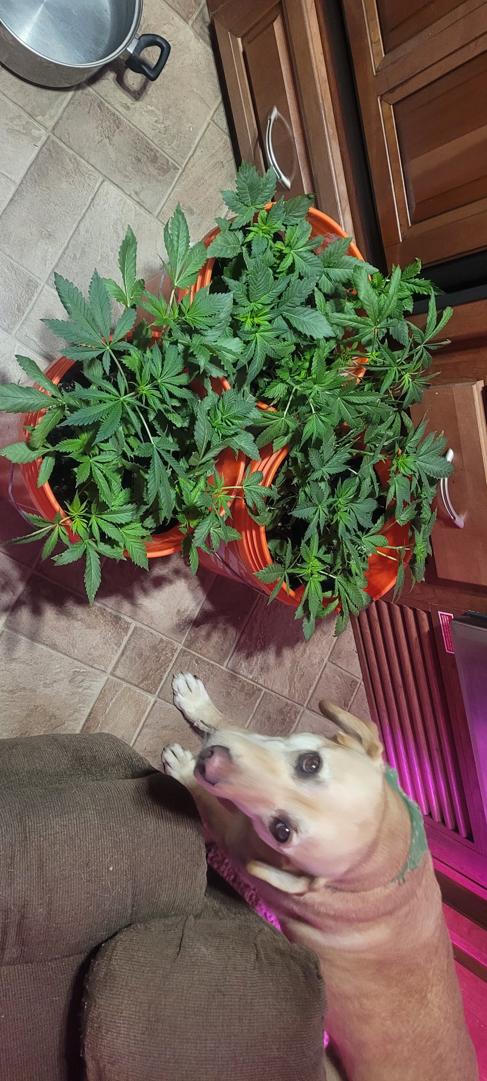 cannabis-plants-for-stony-oasis-farms.jpg